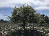 2017-04-09 12-54-13 51845f8c  we stopped for our lunch close to this tree